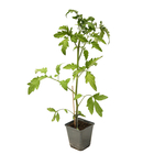 Plant de tomate 'Montfavet' F1 bio : pot de 0,5 litre